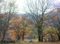 گزارش تصویری از فصل پاییز در جنگل ابر شاهرود